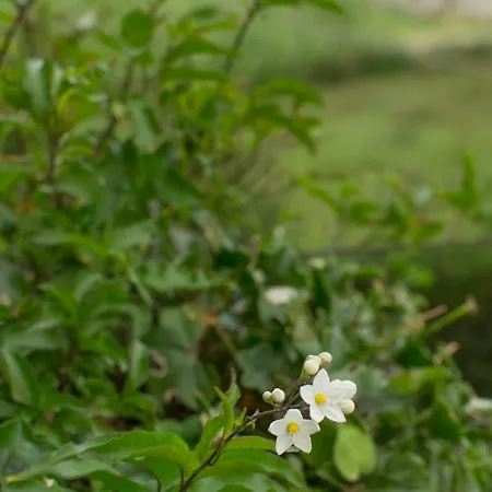 Il Gelsomino Frühstückspension Roseto Degli Abruzzi