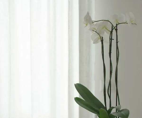 Il Gelsomino Розето-дельи-Абруцци