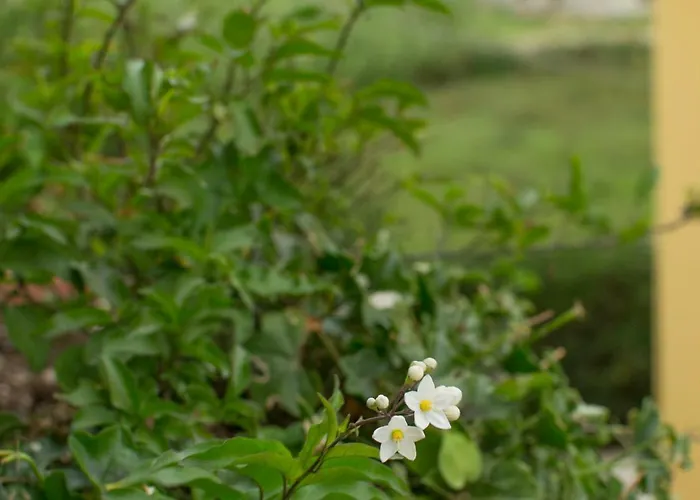 Il Gelsomino Отель типа 